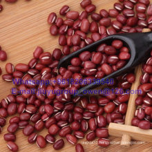 New Crop Azuki Bean Top Quality